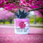 صبار في بوت ملون