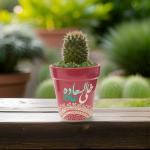 صبار في بوت ملون