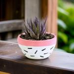 صبار في بوت ملون