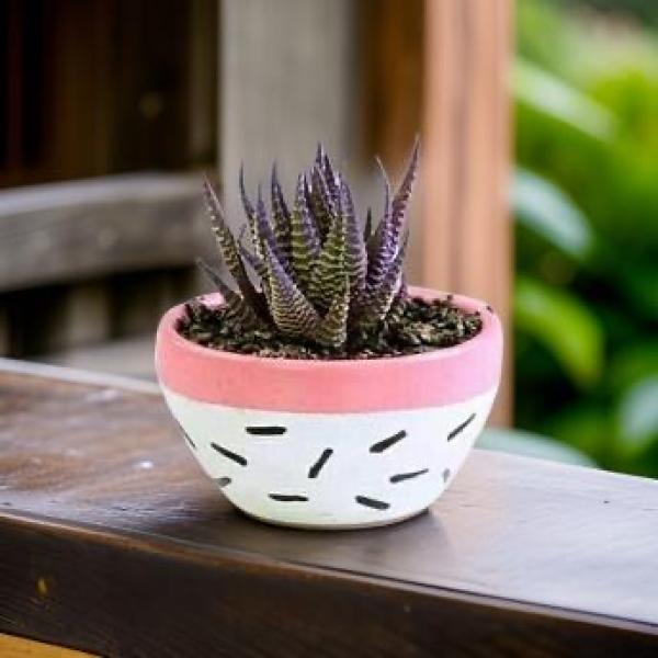 صبار في بوت ملون