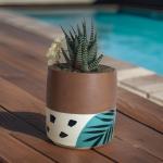 صبار في بوت ملون