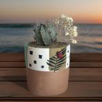 صبار في بوت ملون