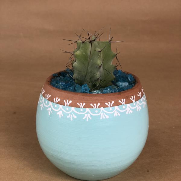 صبار في بوت ملون