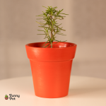 بوت فخار هاند ميد بالروزماري