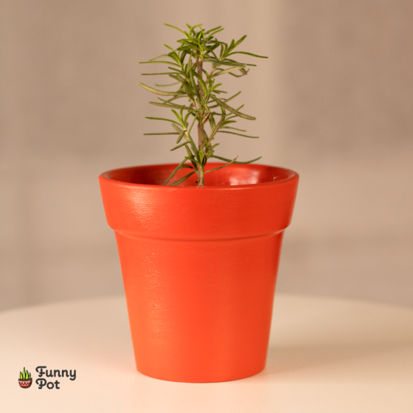 بوت فخار هاند ميد بالروزماري