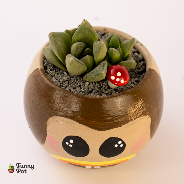 بوت بالصبار الطبيعي