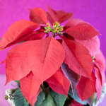 نبات بنت القنصل طبيعي