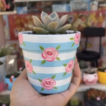 بوت فخار صبار طبيعي