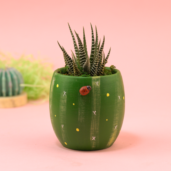 صبار في بوت ملون