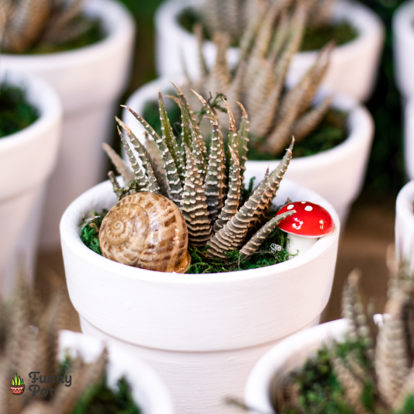 بوت فخار صبار طبيعي