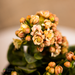 بوت بنبات الكلانشو