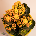 بوت بنبات الكلانشو