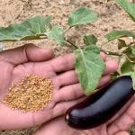 بذور بذنجان