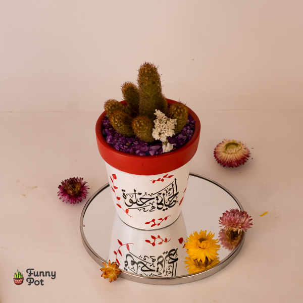 بوت في صبار طبيعي