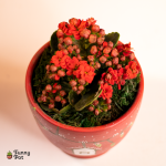 بوت فخار بنبات الكلانشو