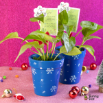 نبات بوتس طبيعي