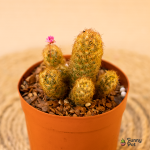 مملاريا الونجيتت