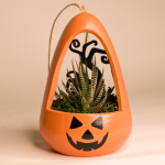 صبار في بوت ملون