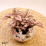 بوت كيوت بنبات الهيبوستس