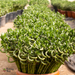 3 اعواد بامبو