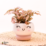 بوت كيوت بنبات الهيبوستس