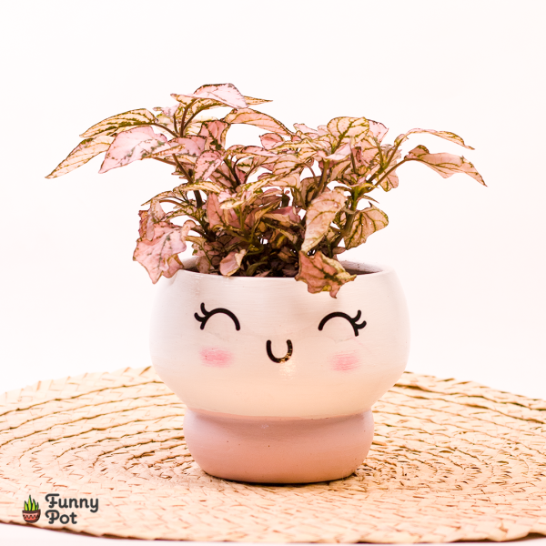 بوت كيوت بنبات الهيبوستس