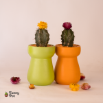 بوت بالصبار الطبيعي