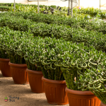 3 اعواد بامبو