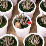 بوت فخار صبار طبيعي