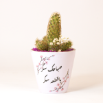 صبار في بوت فخار ملون