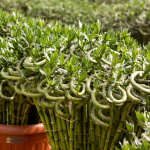 3 اعواد بامبو