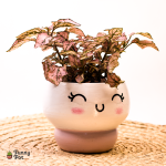 بوت كيوت بنبات الهيبوستس