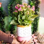 بوت بنبات الكلانشو