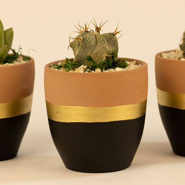 صبار في بوت ملون