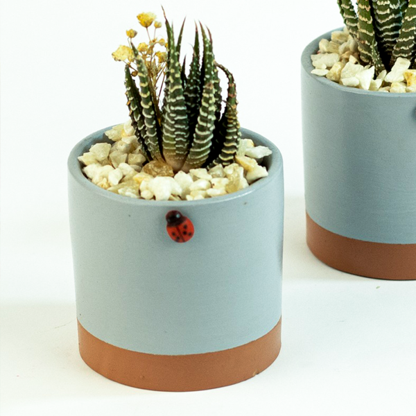 صبار في بوت ملون