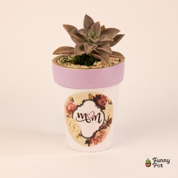 بوت فخار صبار طبيعي