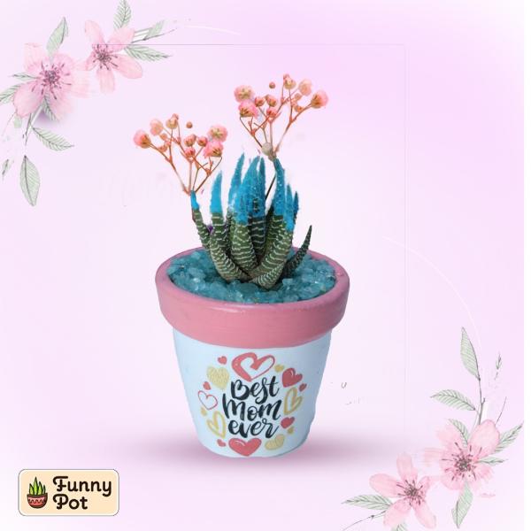 بوت فخار صبار طبيعي