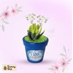 بوت فخار صبار طبيعي