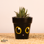 بوت بالصبار الطبيعي