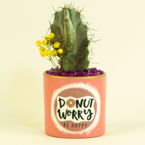 صبار في بوت ملون